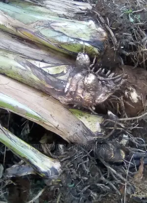 Plantain Banana Suckers Seedlings. MOQ 5