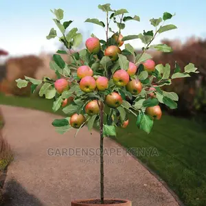 Potted Grafted Apple Trees
