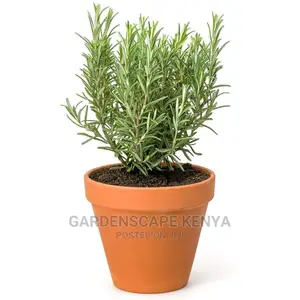 Potted Rose Mary