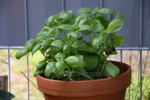 Potted Basil