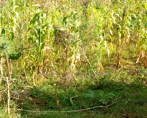 10 Plots on Sale Karati Naivasha