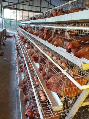 Chicken Cages