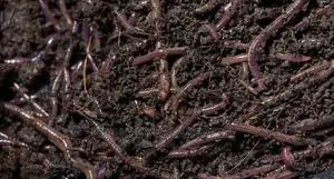 Red Worm :Waste Processor.