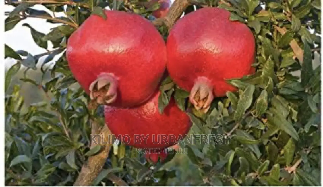 Fruits Seedlings Wide Range Available Request Pricelist