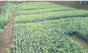 Vegetables Seedlings