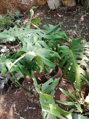 Monstera Plants