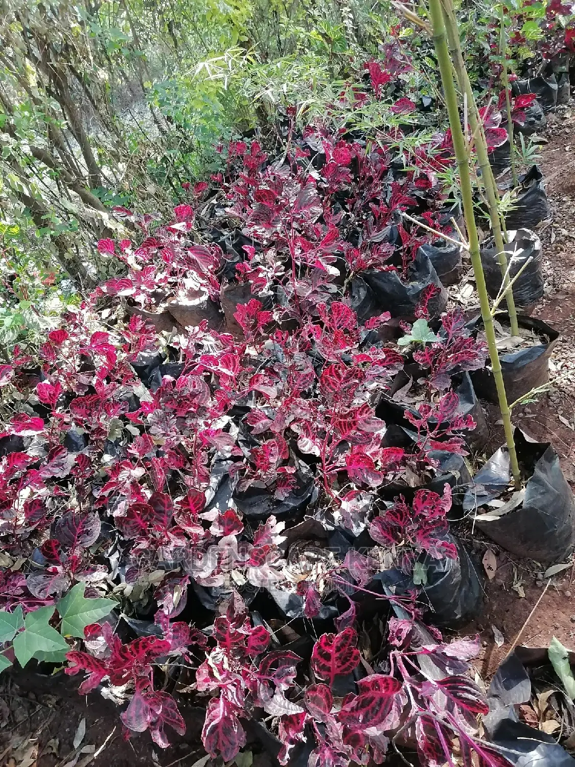 Iresen Red Plants