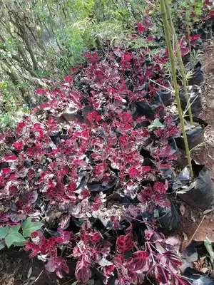 Iresen Red Plants