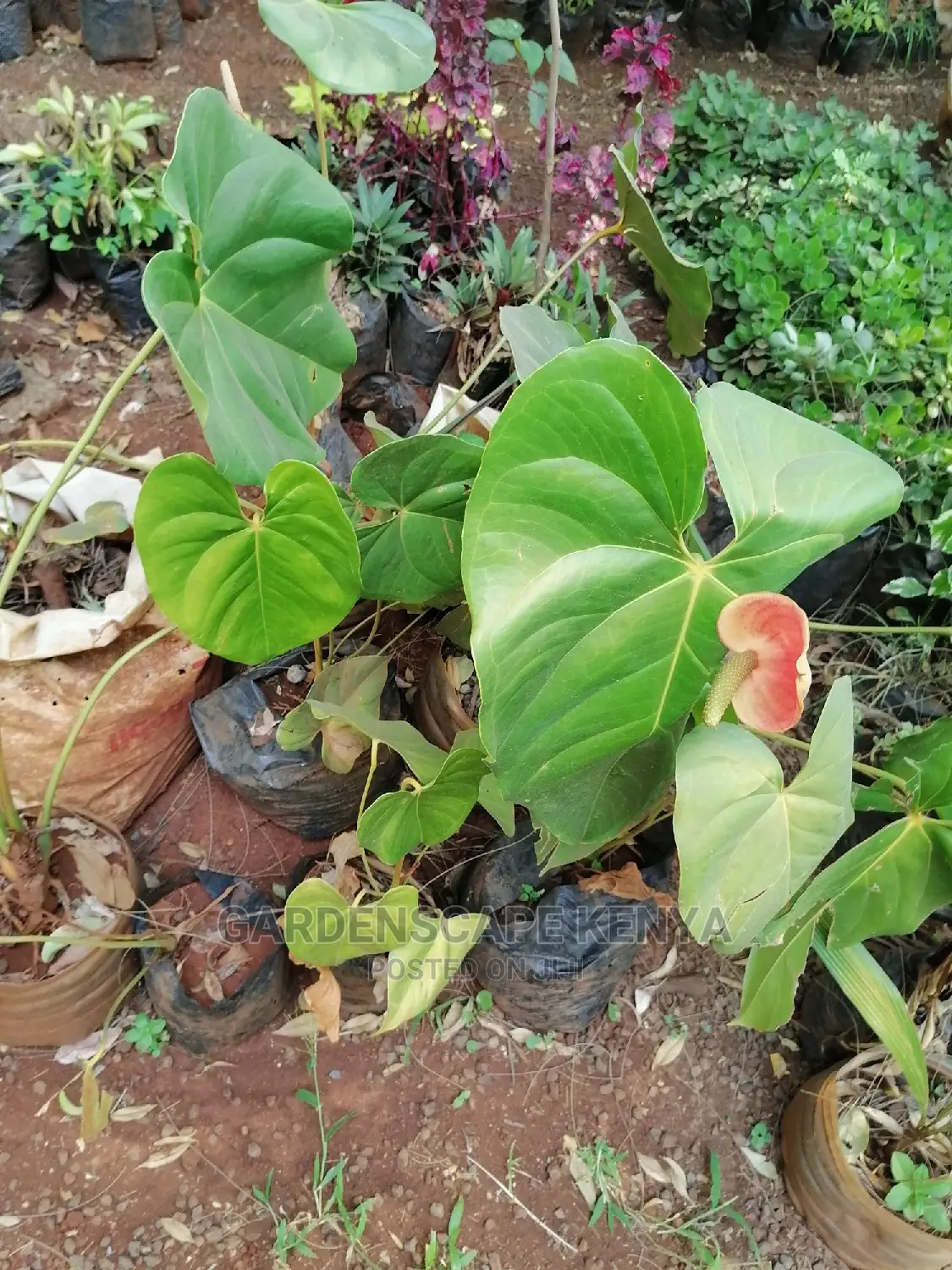 Anthurium Plants