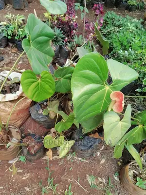 Anthurium Plants