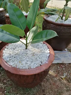 Potted Rubber Tree