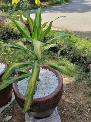 Potted Variagated Dracaena