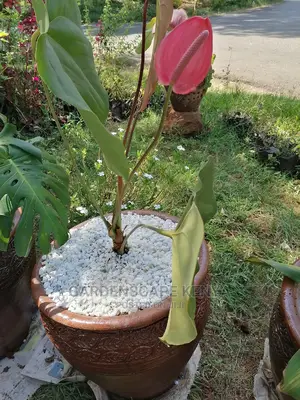 Potted Anthurium