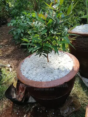 Potted Eugenia Plants
