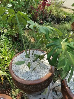 Potted Monstera Plants