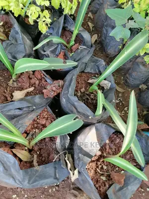 Amaryllis Plants