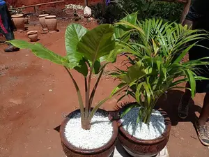 Elephant Ear Potted Plants