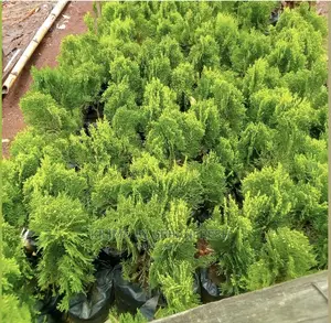 Ornamental Cypress Tree Seedlings.