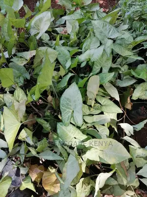 Syngonium Plants