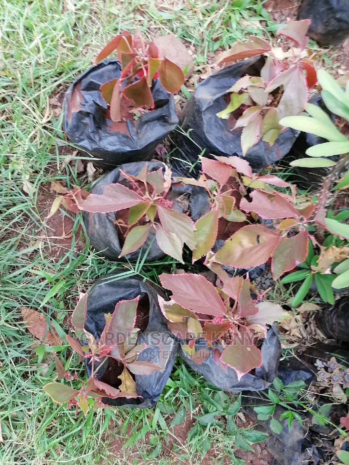 Brown Acalypha