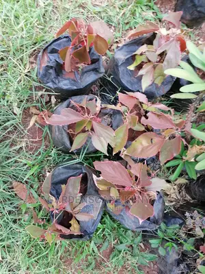 Brown Acalypha