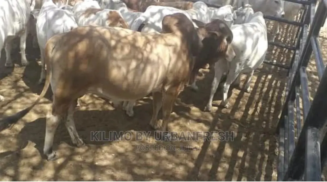 Boran Cattle.