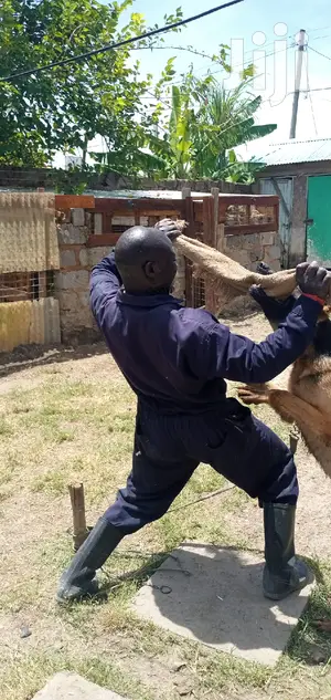 Dog Trainer