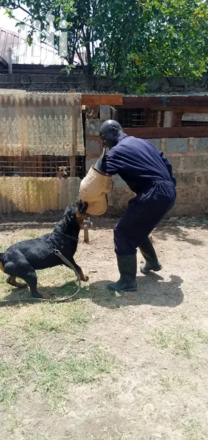 Dog Trainer