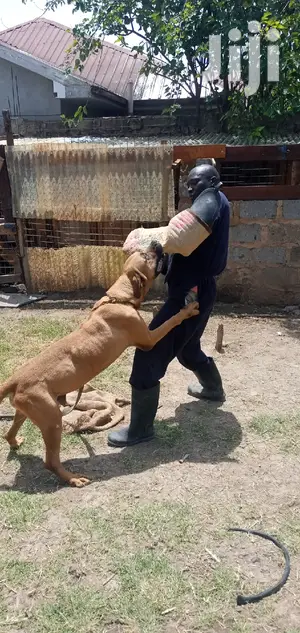 Dog Trainer