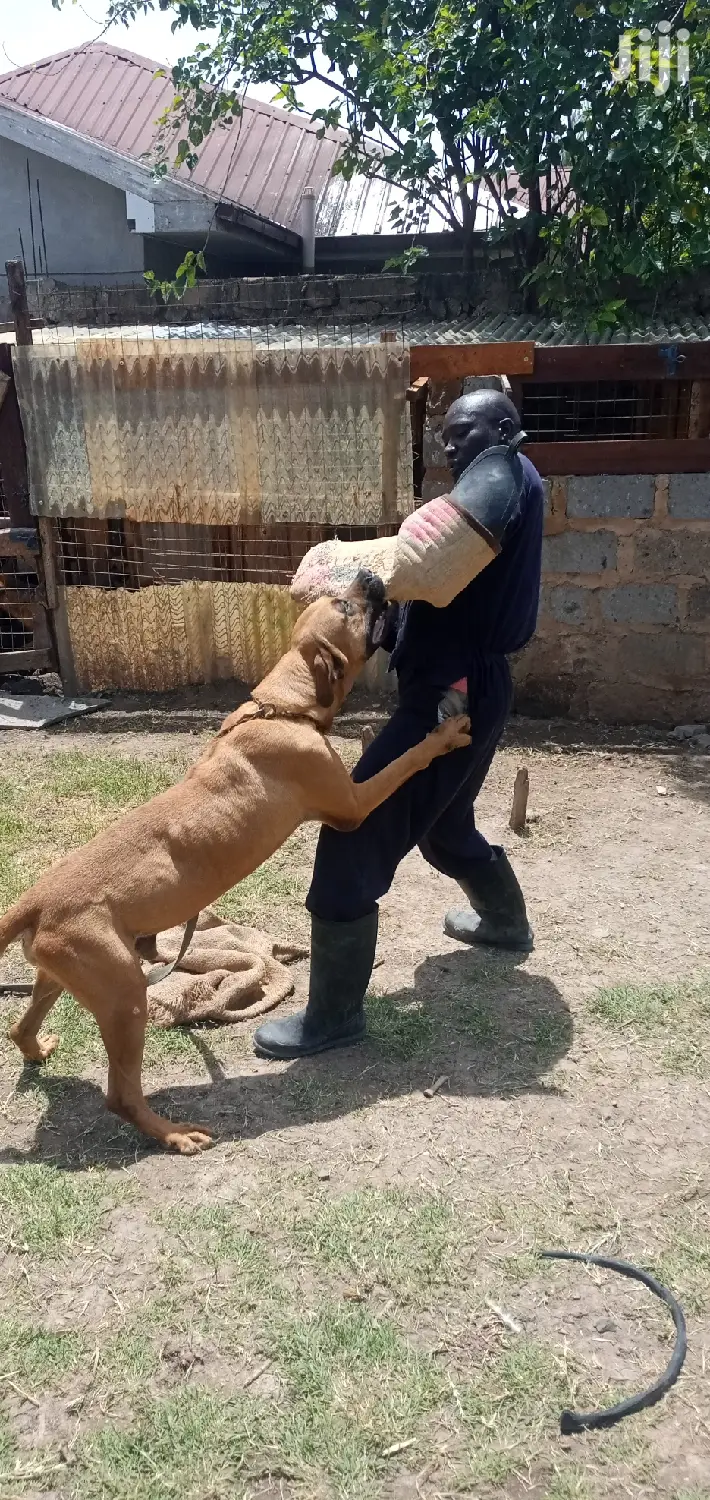 Dog Trainer