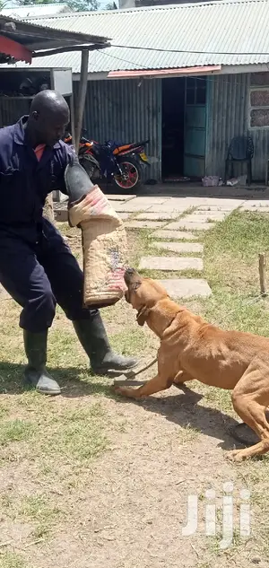 Dog Trainer