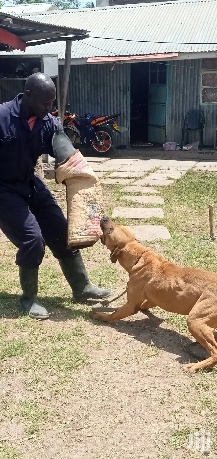 Dog Trainer
