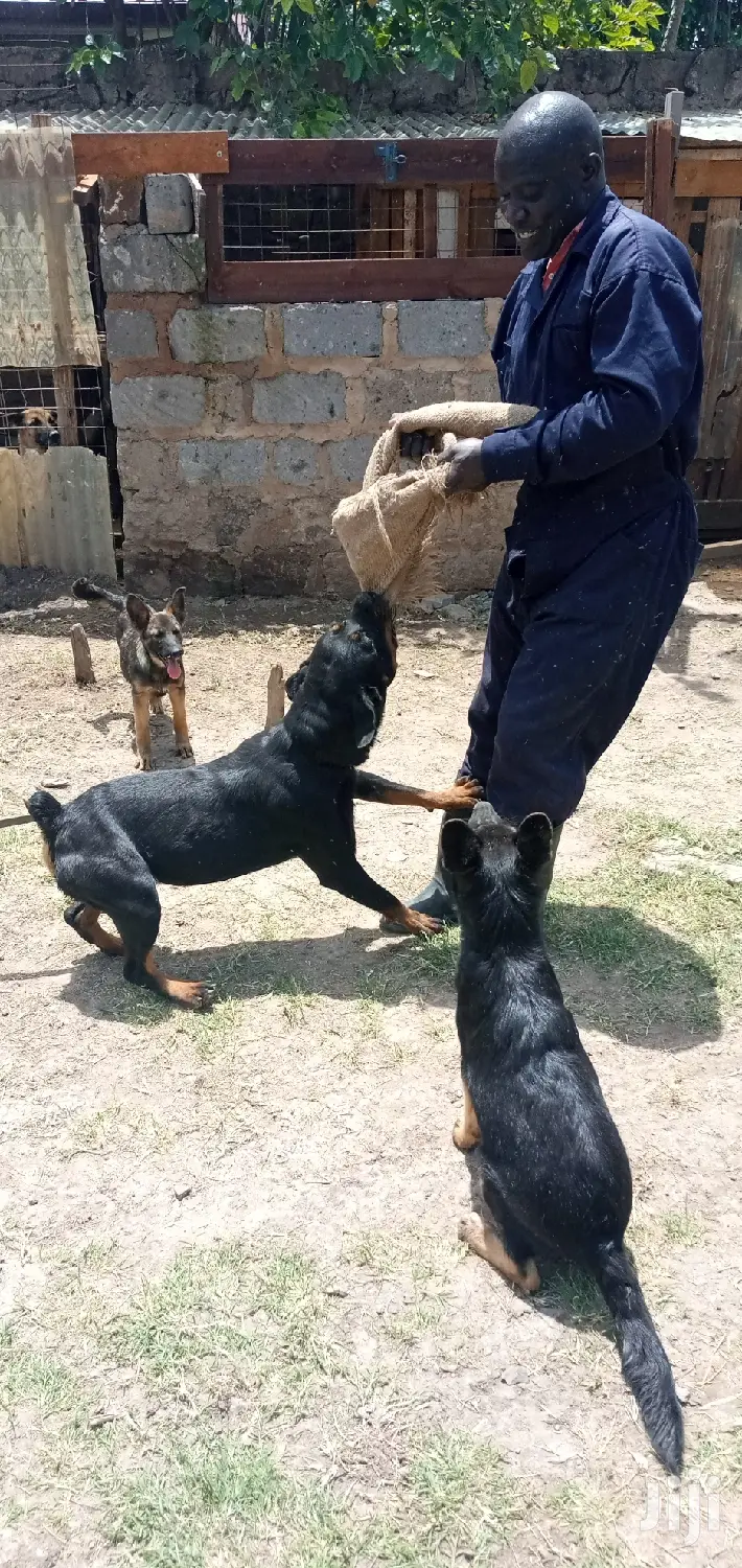 Dog Trainer