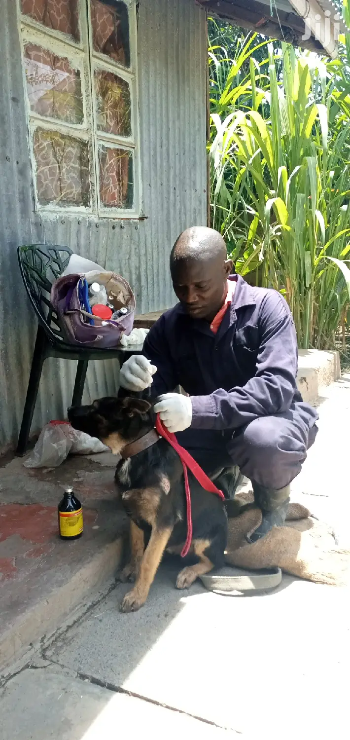 Dog Trainer