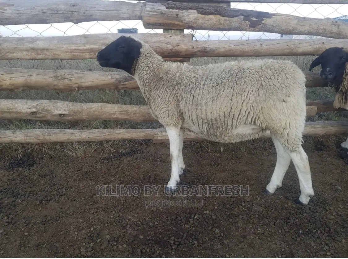 Dorper Sheep Available Lambs ,Ewes Rams