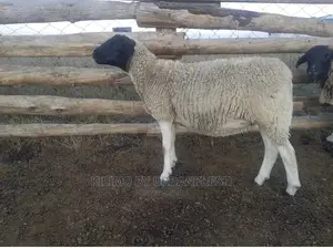 Dorper Sheep Available Lambs ,Ewes Rams