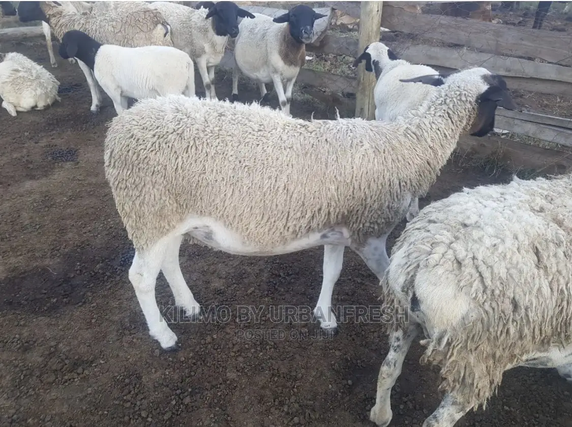 Dorper Sheep Available Lambs ,Ewes Rams