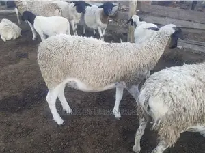 Dorper Sheep Available Lambs ,Ewes Rams