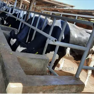 Holstein Friesian: Incalve /Heifers/Bulling/Weaners/Milkers.