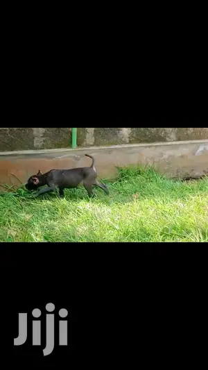 1-3 Month Male Purebred American Pit Bull Terrier