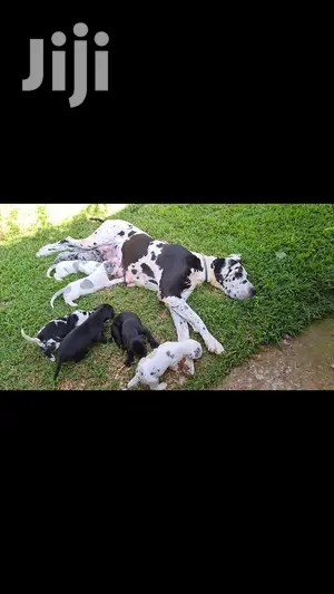 1-3 Month Male Purebred Great Dane