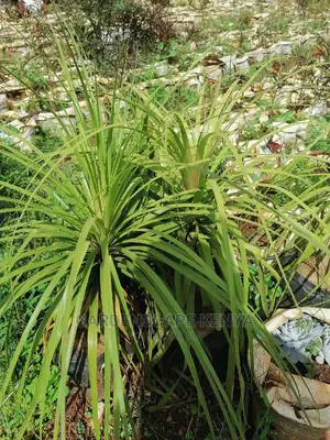 Ponny Tail Palm