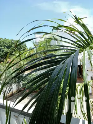 For Sale 4 Bedrooms Massinates Old Nyali
