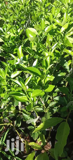 Pixie Orange Seedlings