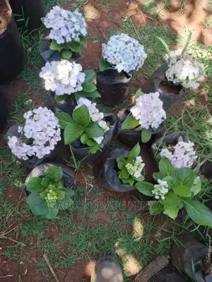 Hydrangea Plants