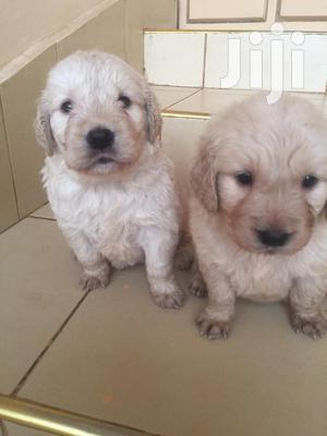 Baby Male Purebred Golden Retriever