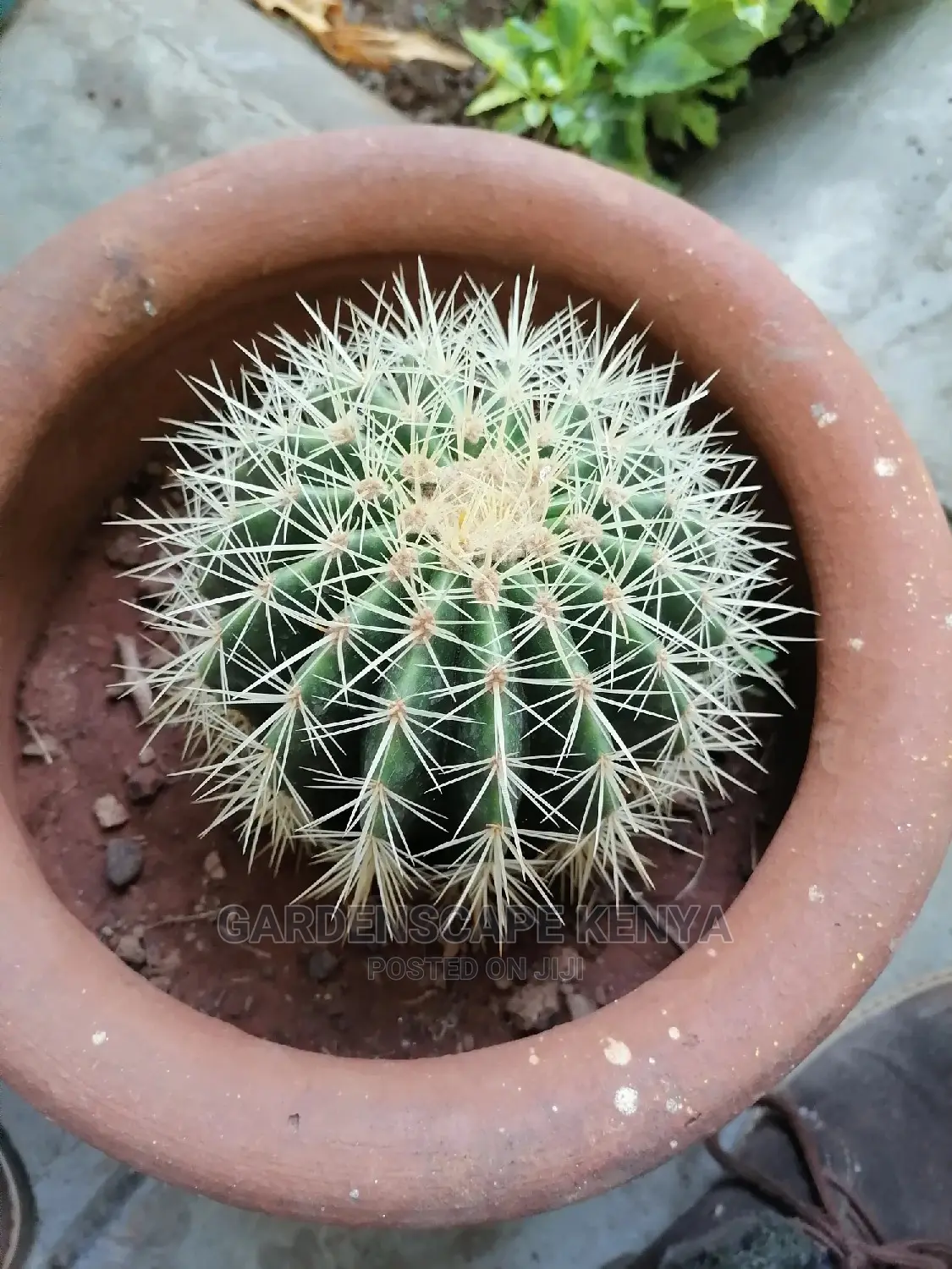 Cactii Plants