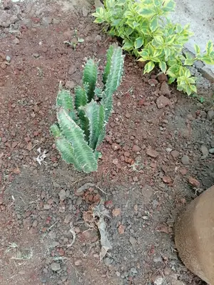 Cactii Plants