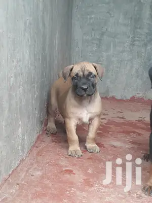 1-3 Month Male Purebred Boerboel