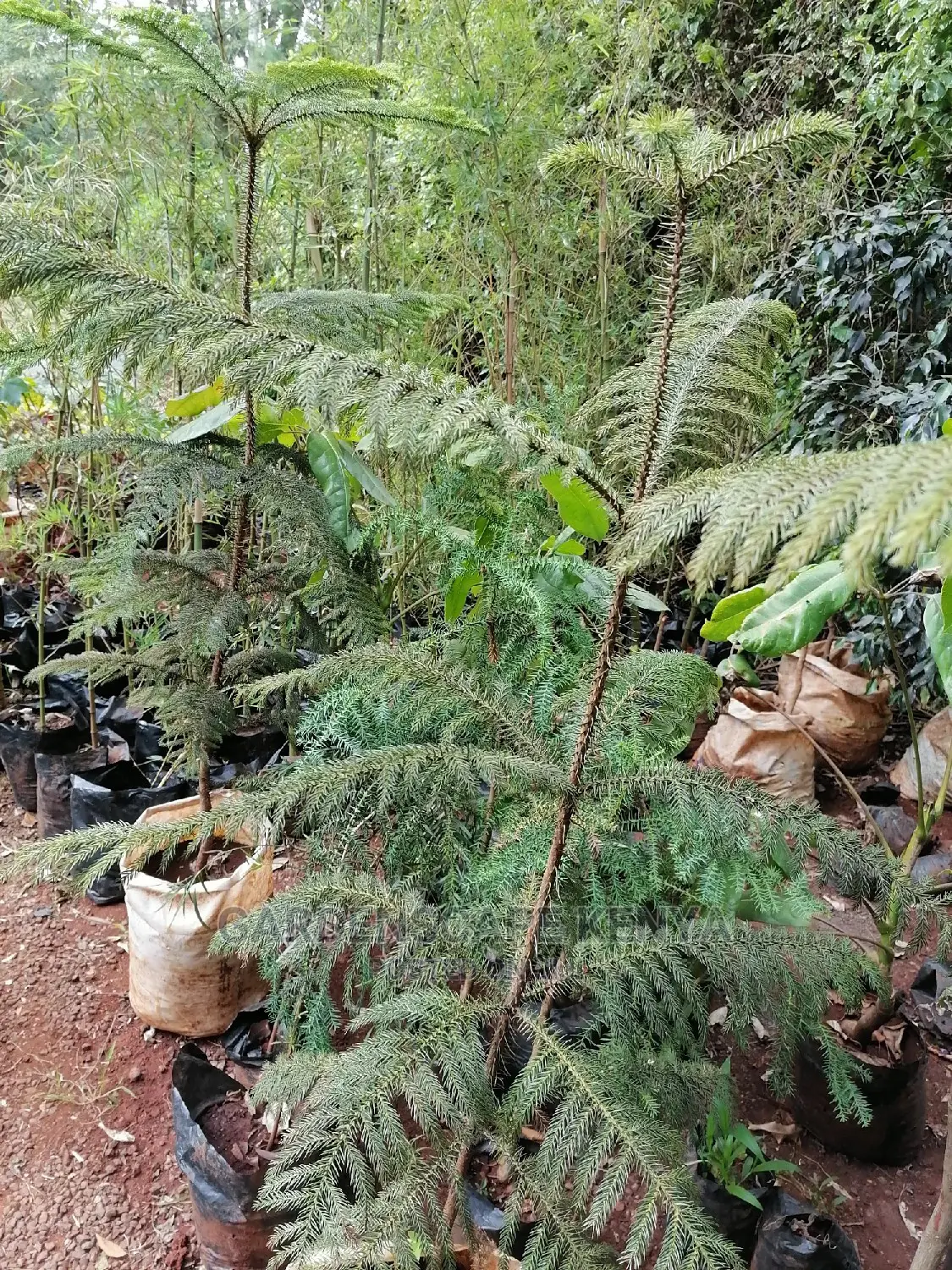 Aurocharia Trees